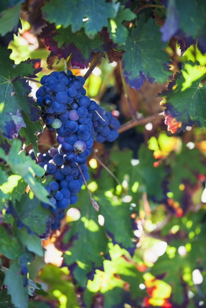 Grapes growing on a vineLaguardia la rioja spain Canvas Art - Carlos Sanchez Pereyra Design Pics (12 x 19)