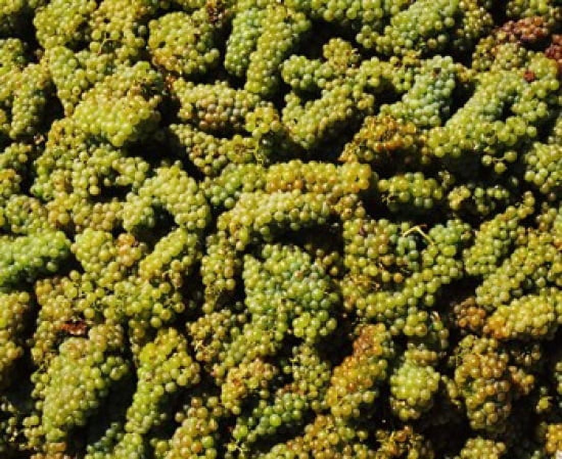 Grapes in a vineyard Domaine Carneros Winery Sonoma Valley California USA Canvas Art - Panoramic Images (36 x 30)