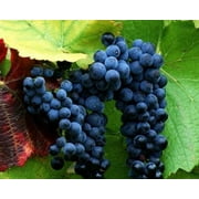 Grapes - strong vines that spread and cover a wide area, bearing fruit naturally