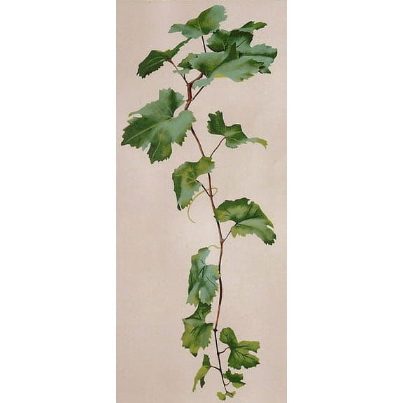 Grapevine Extension Wall Stencil by Jeff Raum