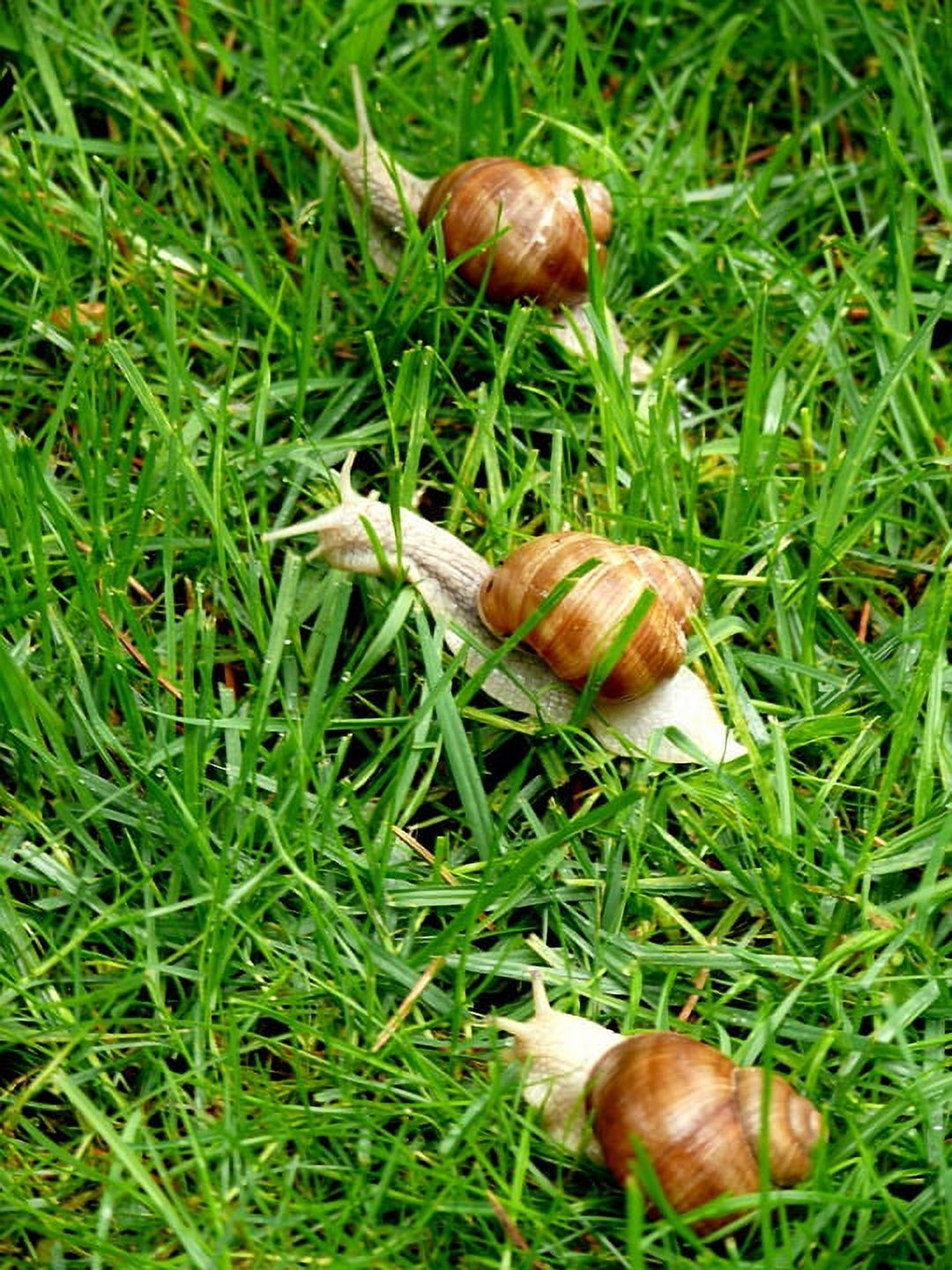 Grapevine Snail Helix Pomatia Grass Animal Snails Laminated Poster