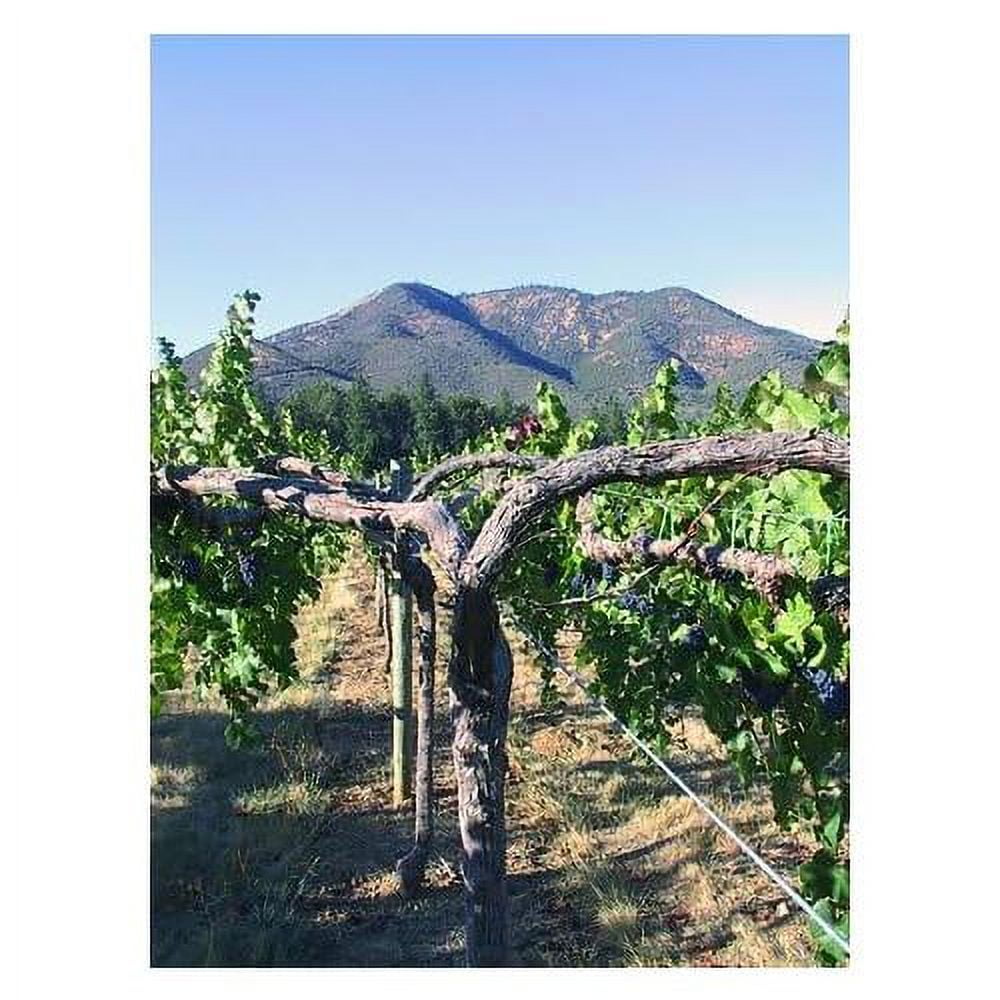 Grapevine Trellis Wire 9 Gauge 170 Feet L