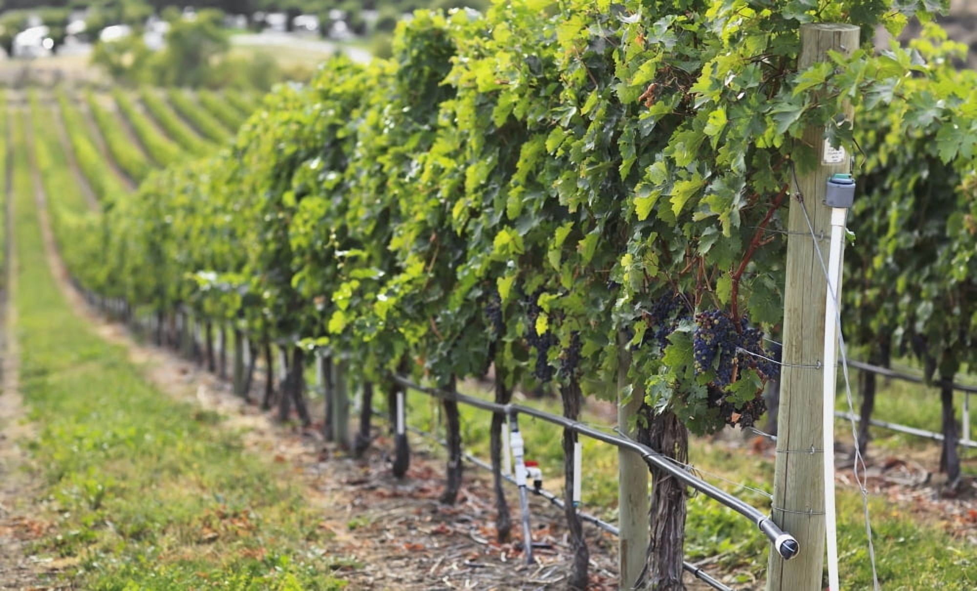 Grapevines At A Vineyard In The Okanagan Valley Osoyoos British Columbia Canada Canvas Art - Ken Gillespie Design Pics (40 x 24)