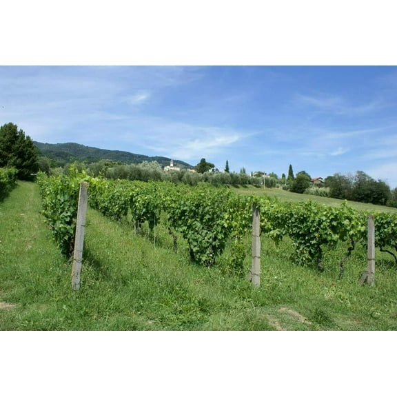 Grapevines - CANVAS OR FINE PRINT WALL ART