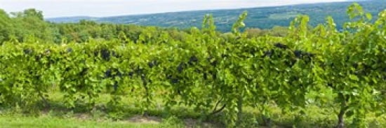 Grapevines in a vineyard Finger Lakes New York State USA Canvas Art - Panoramic Images (36 x 13)
