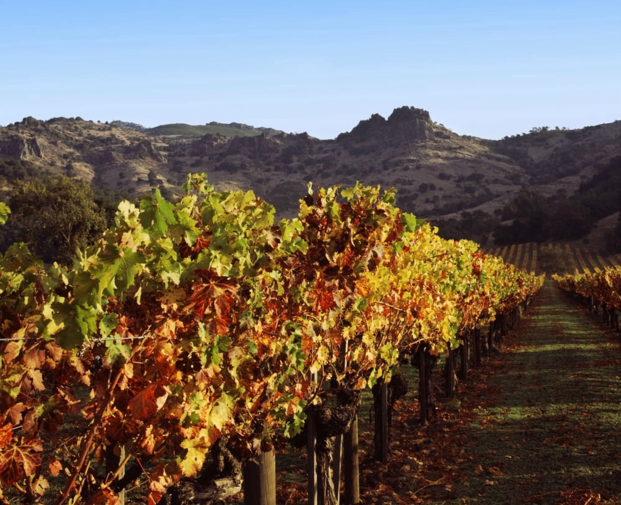 Grapevines in a vineyard Stags Leap Vineyards Napa Valley California USA Canvas Art - Panoramic Images (29 x 36)