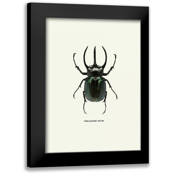 GraphINC 11x14 Black Modern Framed Museum Art Print Titled - Beetle Black