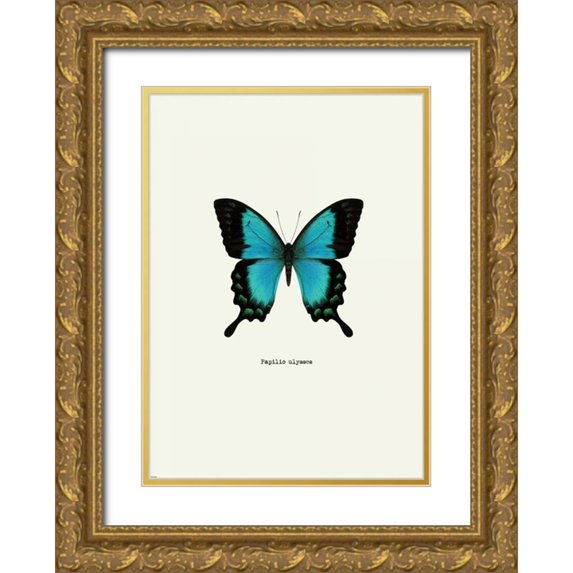 GraphINC 14x18 Gold Ornate Wood Framed with Double Matting Museum Art Print Titled - Blue Butterfly