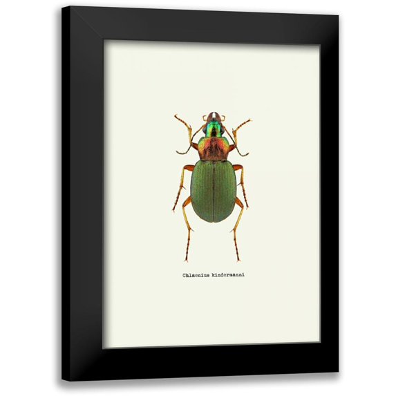 GraphINC 18x24 Black Modern Framed Museum Art Print Titled - Beetle Green