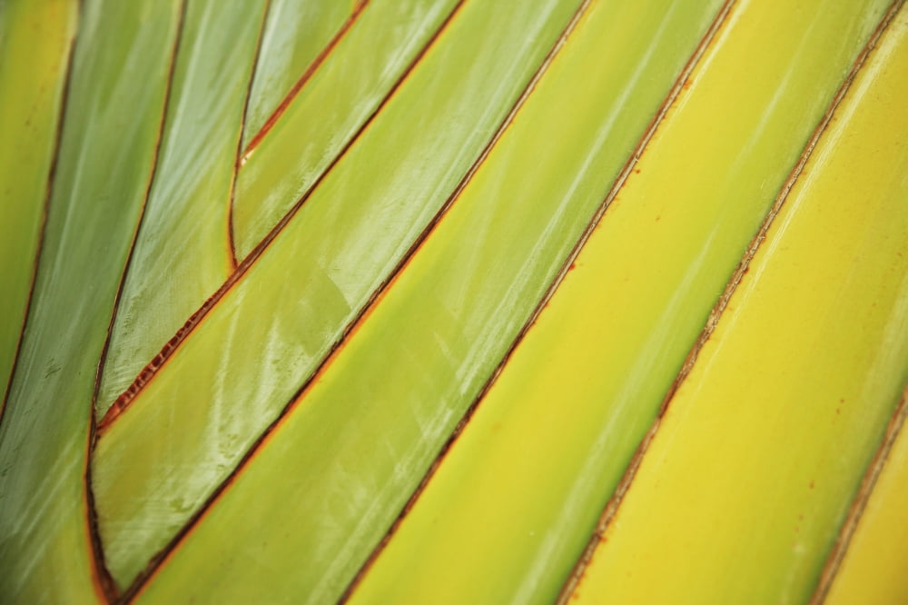 Graphic Detail Of Bird Of Paradise Stem Canvas Art - Brandon Tabiolo  Design Pics (17 x 11)