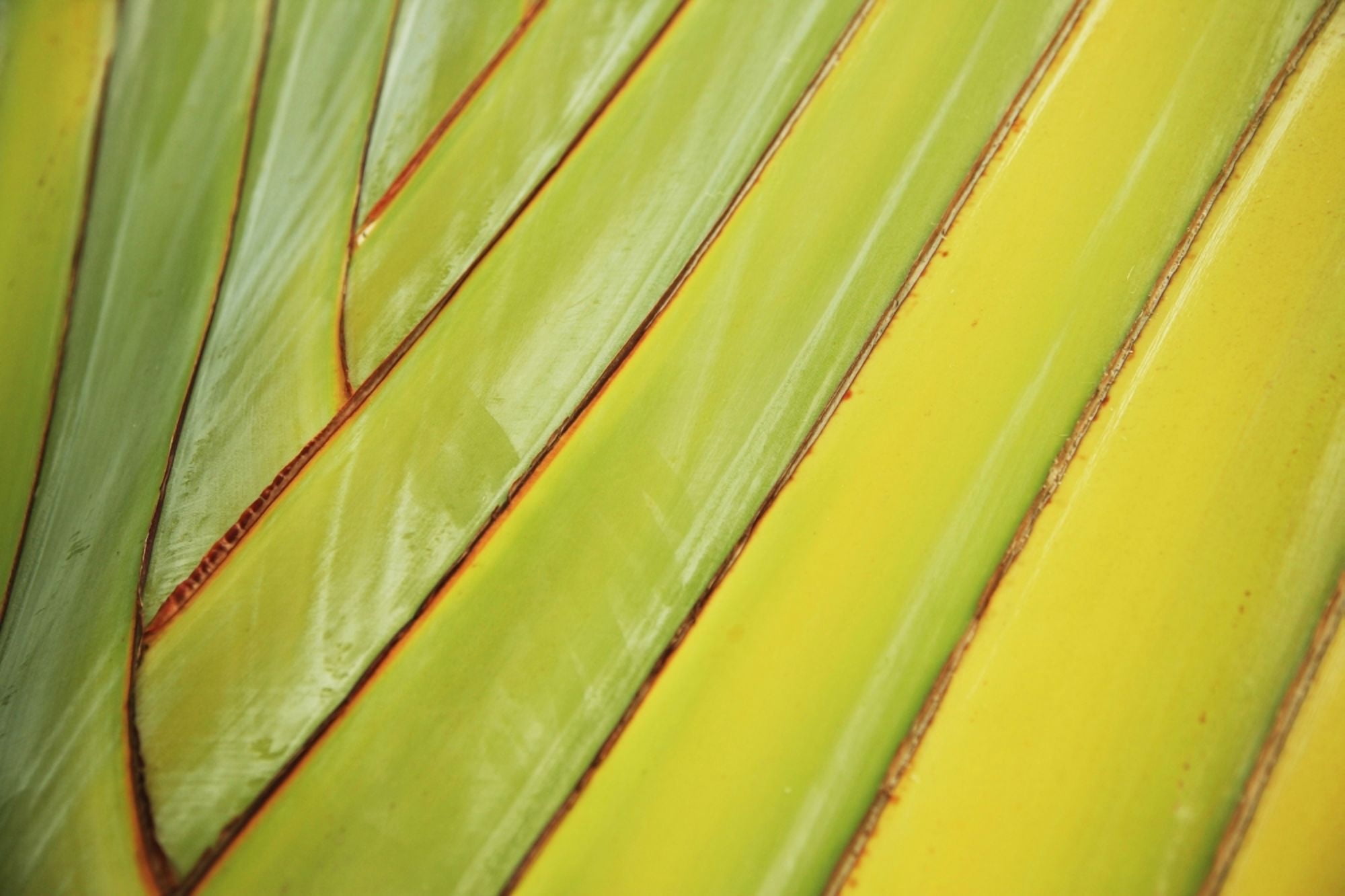 Graphic Detail Of Bird Of Paradise Stem Canvas Art - Brandon Tabiolo Design Pics (34 x 22)
