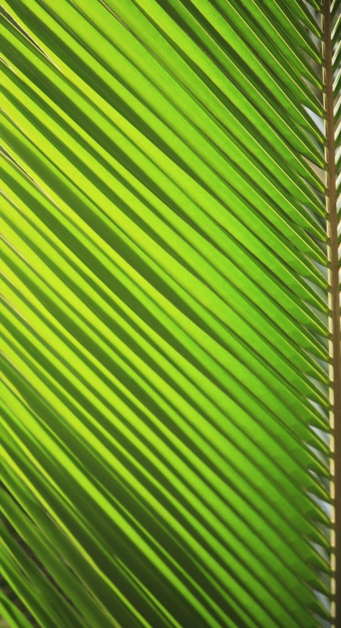 Graphic Detail Of Coconut Palm Leaf Canvas Art - Brandon Tabiolo Design Pics (10 x 19)