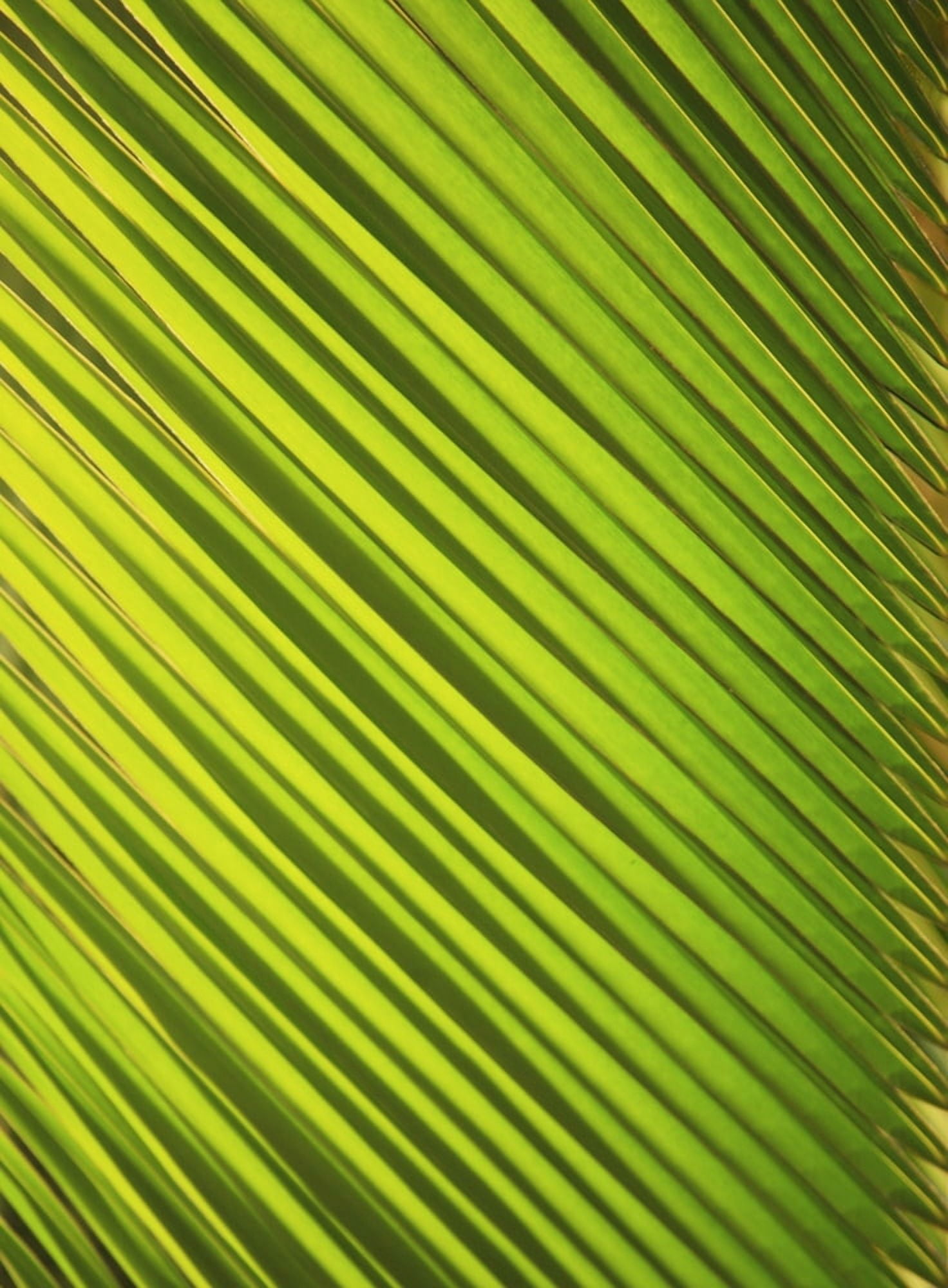 Graphic Detail Of Coconut Palm Leaf Canvas Art - Brandon Tabiolo Design Pics (12 x 17)
