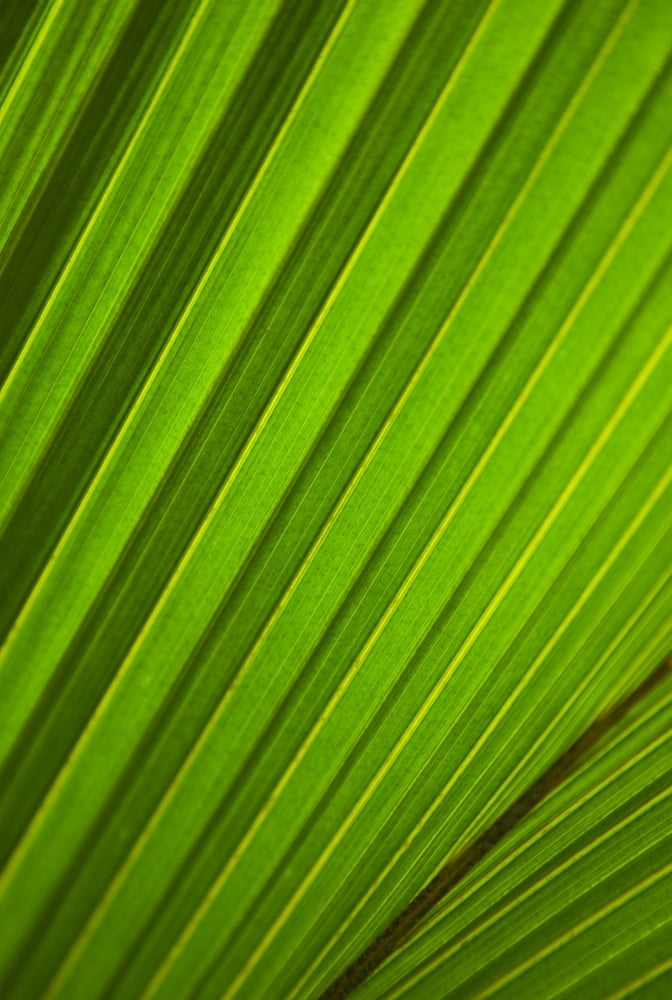 Graphic Detail Of Coconut Palm Leaf Canvas Art - Dana Edmunds Design Pics (12 x 17)