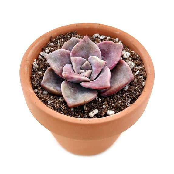 Graptopetalum Superbum (4"+ Clay Pot) - Tiny, Lovely, Easy to Care Succulent for Beginners - Live Succulent for Home Office