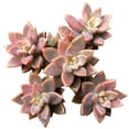 thumbnail image 1 of Graptosedum California Sunset Purple Succulent (4"+ Plastic Pot) - Tiny, Lovely, Easy to Care Succulent for Beginner - Live Succulent for Home Office, 1 of 7