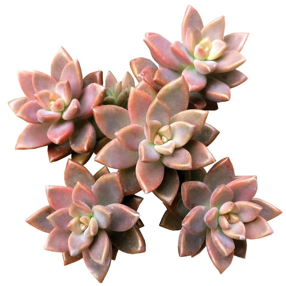 Graptosedum California Sunset Purple Succulent (4"+ Plastic Pot) - Tiny, Lovely, Easy to Care Succulent for Beginner - Live Succulent for Home Office