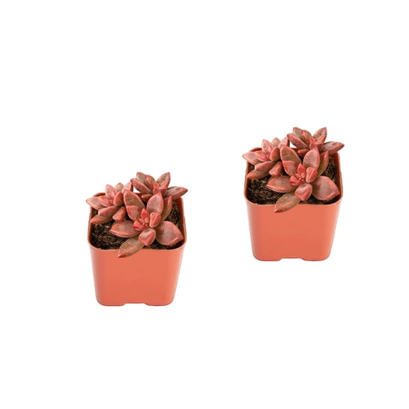 Graptosedum Mini Live Succulents Plants in 2" Pots, 2pack Compact Rosette Succulent Plants Live for Indoor Wedding Decor Party Gifts & DIY Arrangement