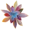thumbnail image 1 of Graptoveria Fred Ives (4"+ Plastic Pot) - Tiny, Lovely, Easy to Care Succulent for Beginners - Live Succulent for Home Office, 1 of 6