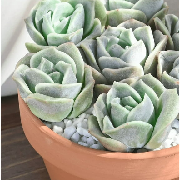 Graptoveria Lovely Rose Plant Live for Planting, Well Rooted, Graptoveria Lovely Rose succulent Plant 2 Inch Pot