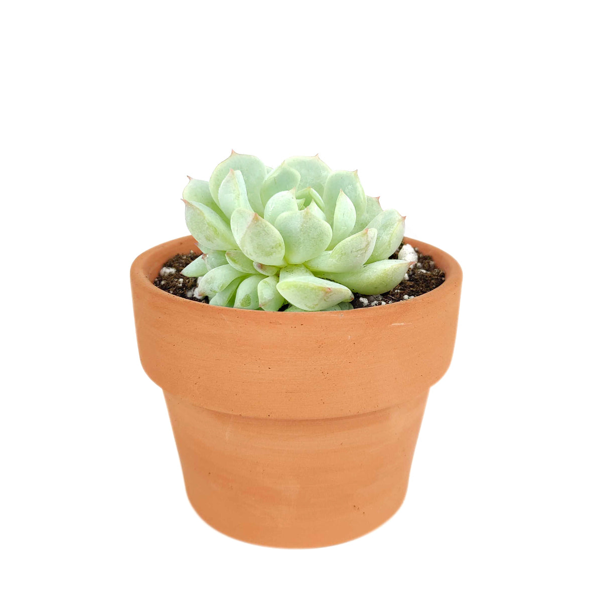 menards succulents 4
