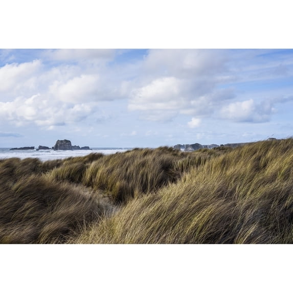 Grass And Clouds Frame A Scene Along The Coast; Bandon Oregon United States Of America by Robert L. Potts / Design Pics