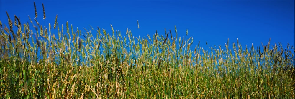Grass California USA Canvas Art - Panoramic Images (36 x 12)