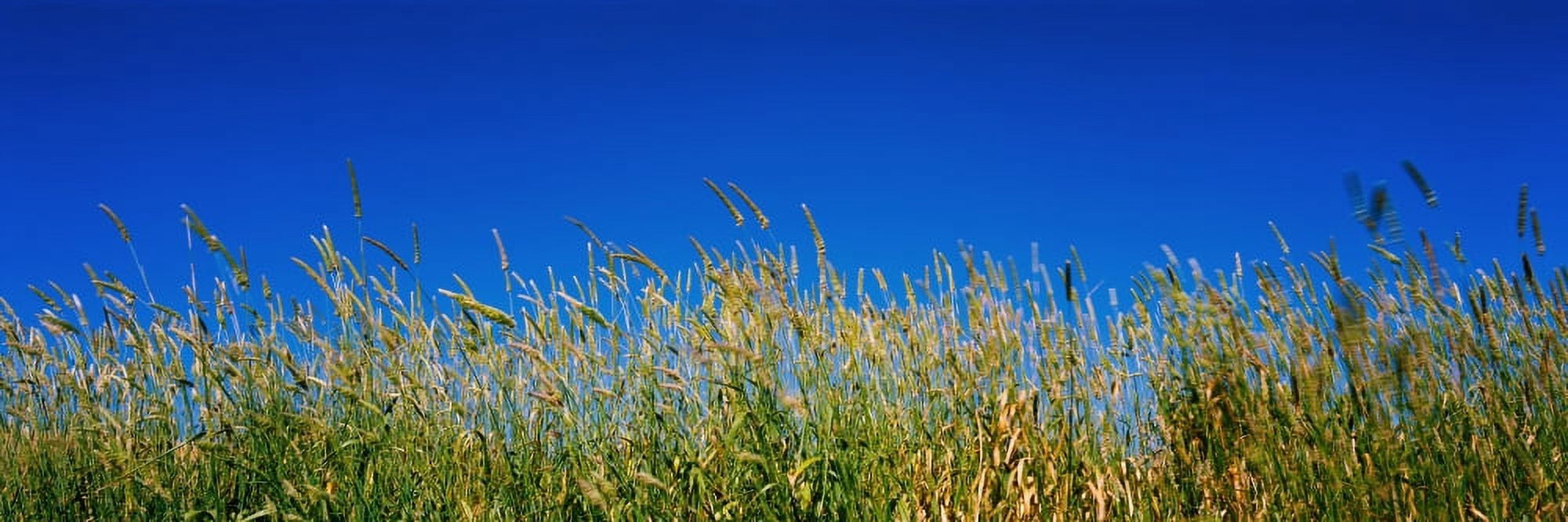 Grass California USA Canvas Art - Panoramic Images (36 x 12)