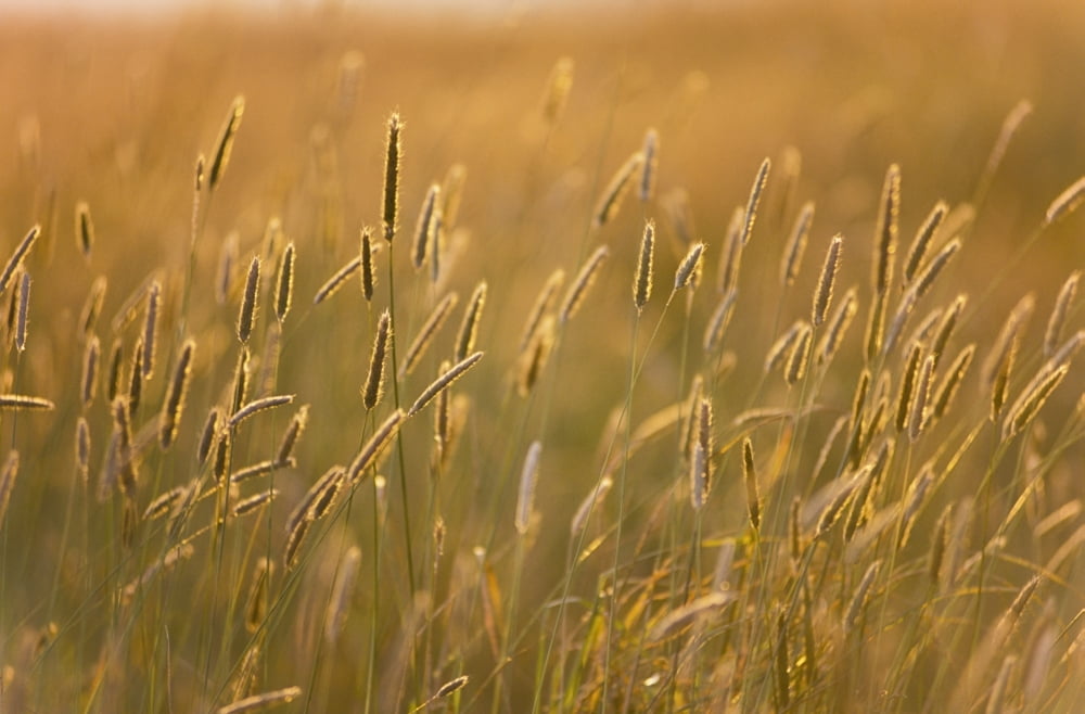 Grass Canvas Art - Sean White Design Pics (19 x 12)