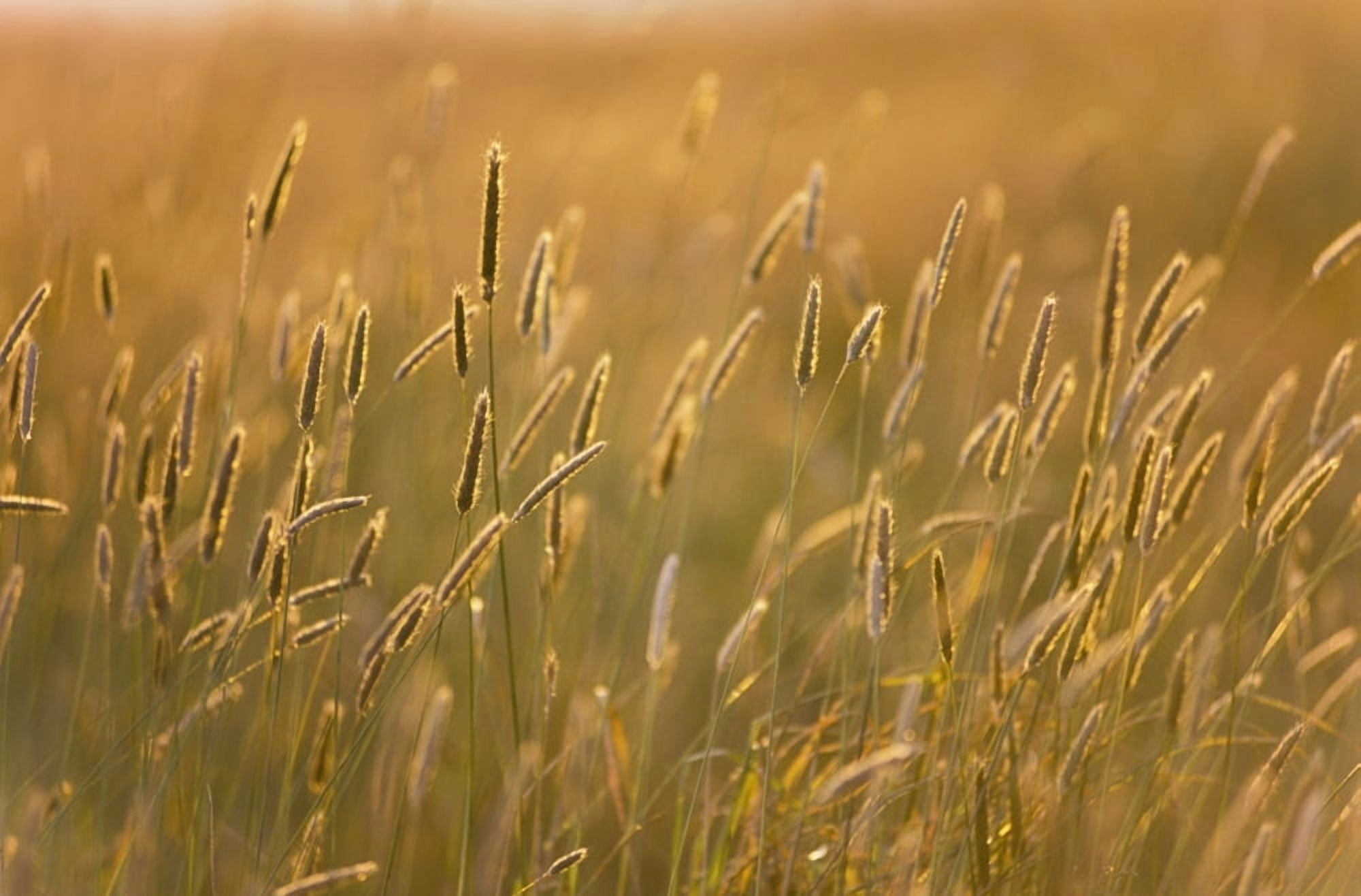 Grass Canvas Art - Sean White Design Pics (38 x 24)
