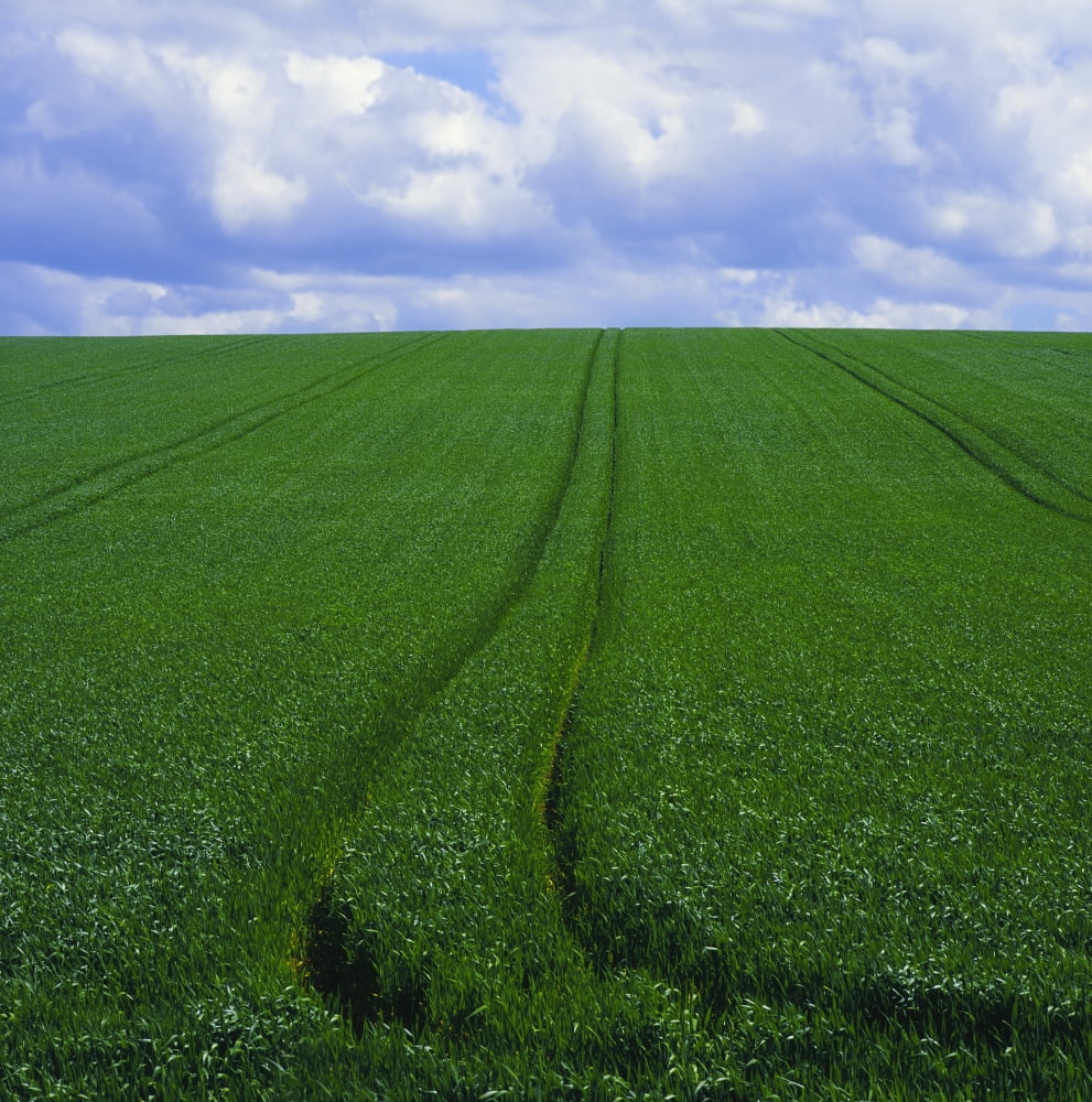 Grass Field Canvas Art - The Irish Image Collection  Design Pics (15 x 15)
