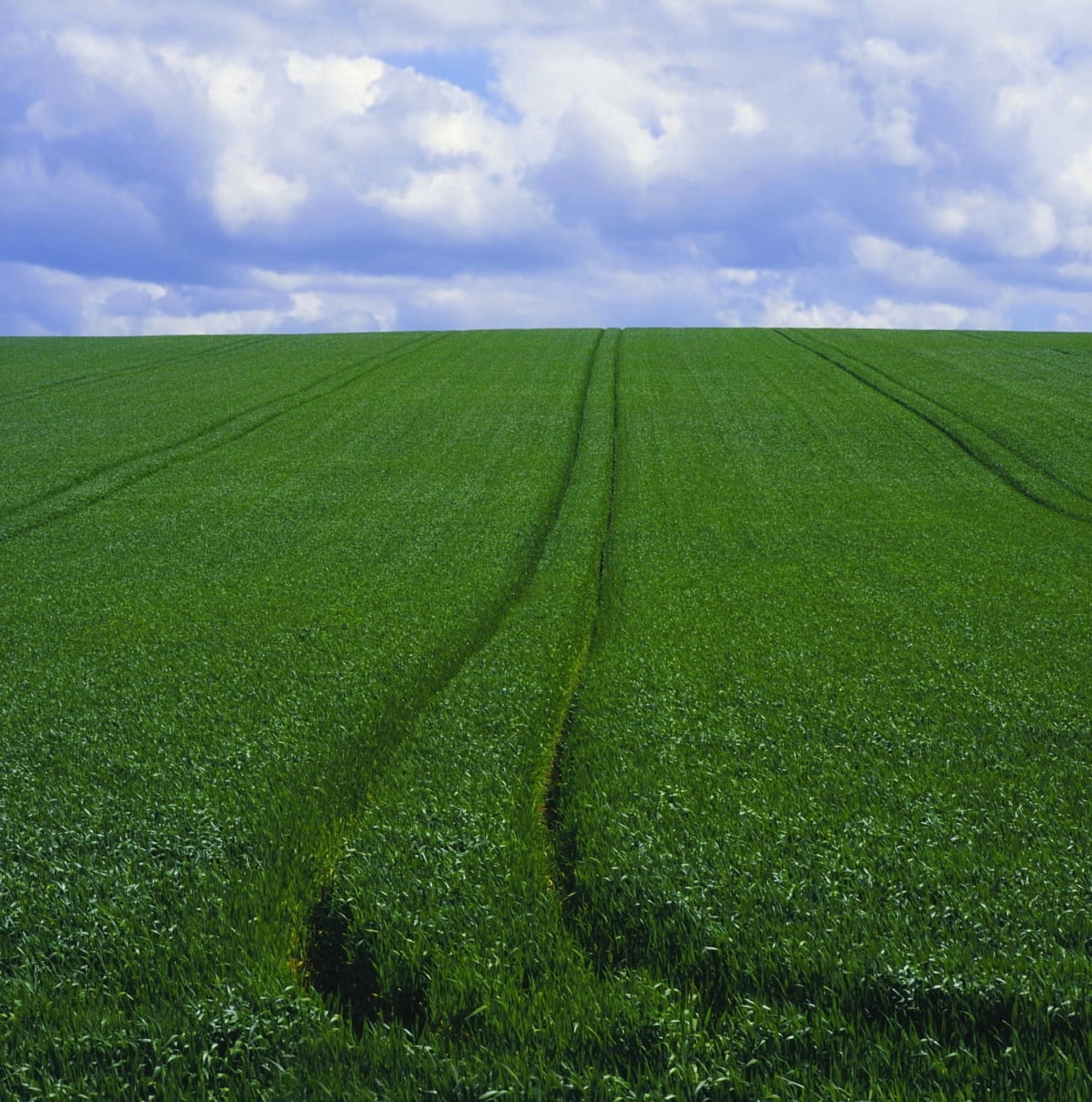 Grass Field Canvas Art - The Irish Image Collection Design Pics (24 x 24)