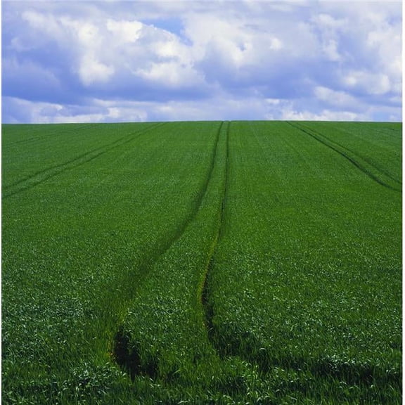 Grass Field Poster Print by The Irish Image Collection - 15 x 15