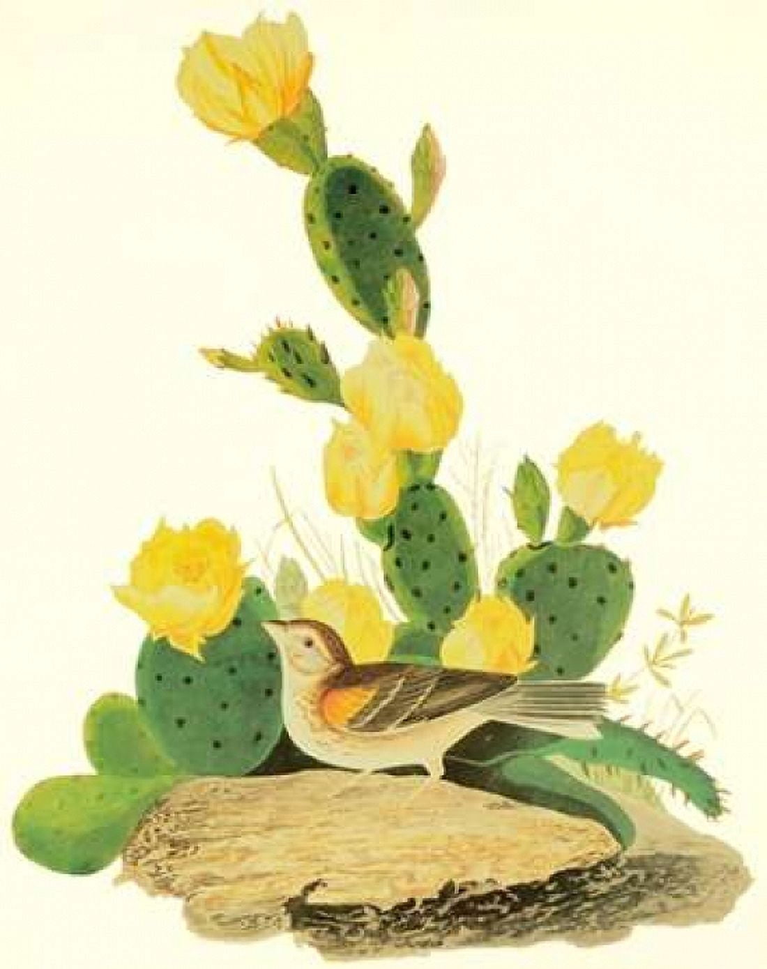 Grass Finch Or Bay-Winged Bunting Canvas Art - John James Audubon (22 x 28)