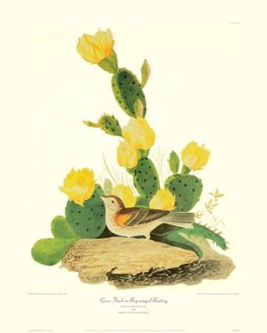 Grass Finch Or Bay-Winged Bunting (decorative border) Canvas Art - John James Audubon (24 x 30)