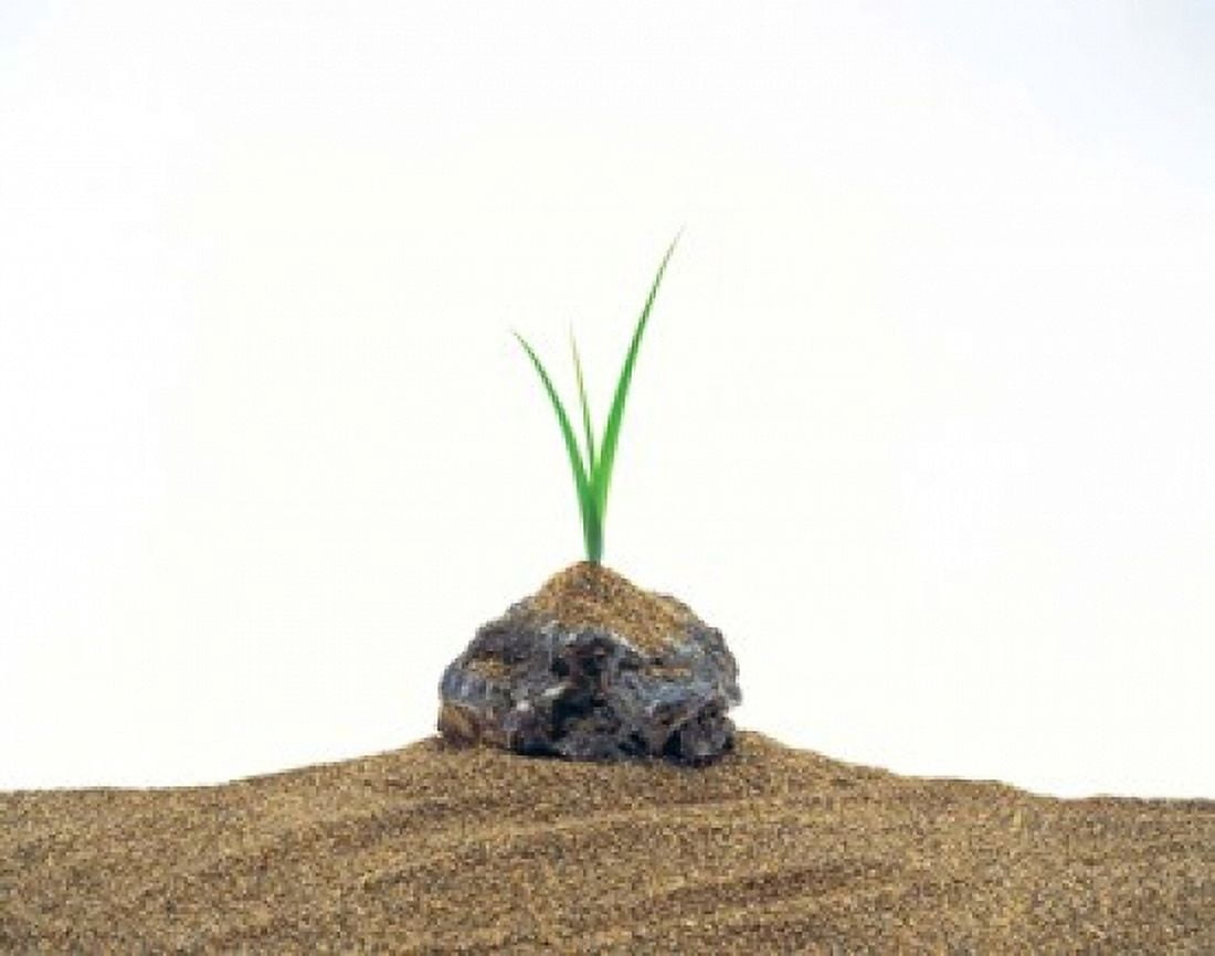 Grass Growing From Stone Settled In Sand Canvas Art - Panoramic Images (16 x 13)