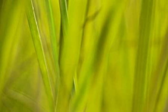 Grass I Canvas Art - JoAnn Arduini (12 x 18)