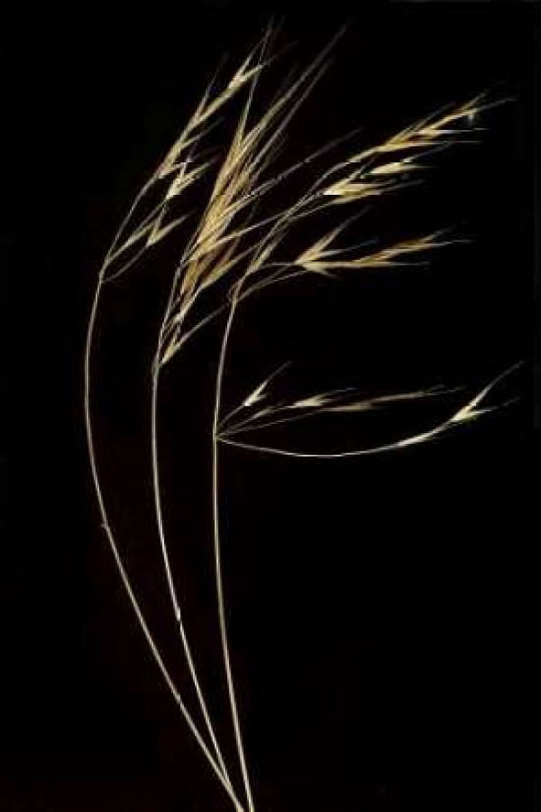 Grass Mosaic II Canvas Art - Vitaly Geyman (24 x 36)