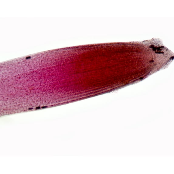 Grass Root; Showing Root Hairs and Cap; Whole-mount