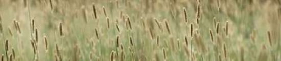 Grass Scape 1 - 2 Canvas Art - Cora Niele (8 x 24)