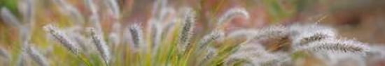 Grass Scape 3 Canvas Art - Cora Niele (8 x 24)