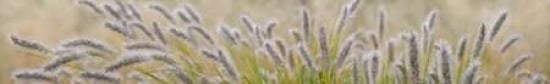 Grass Scape 4 Canvas Art - Cora Niele (12 x 36)