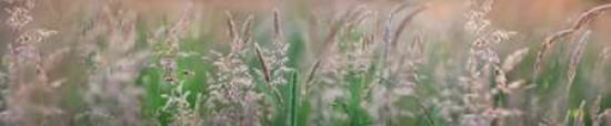 Grass Scape 7 Canvas Art - Cora Niele (8 x 24)