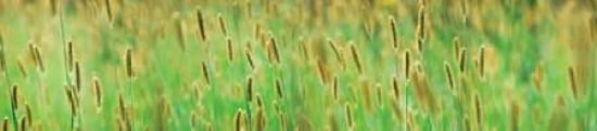 Grass Scape Canvas Art - Cora Niele (8 x 24)