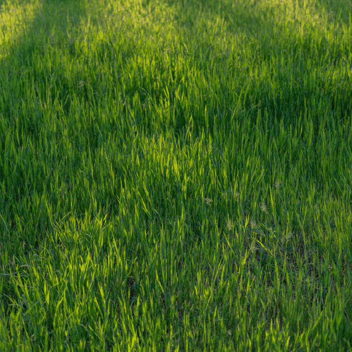 Nature's Seed Grass Seed Mix for Shady Areas - 5 Lb