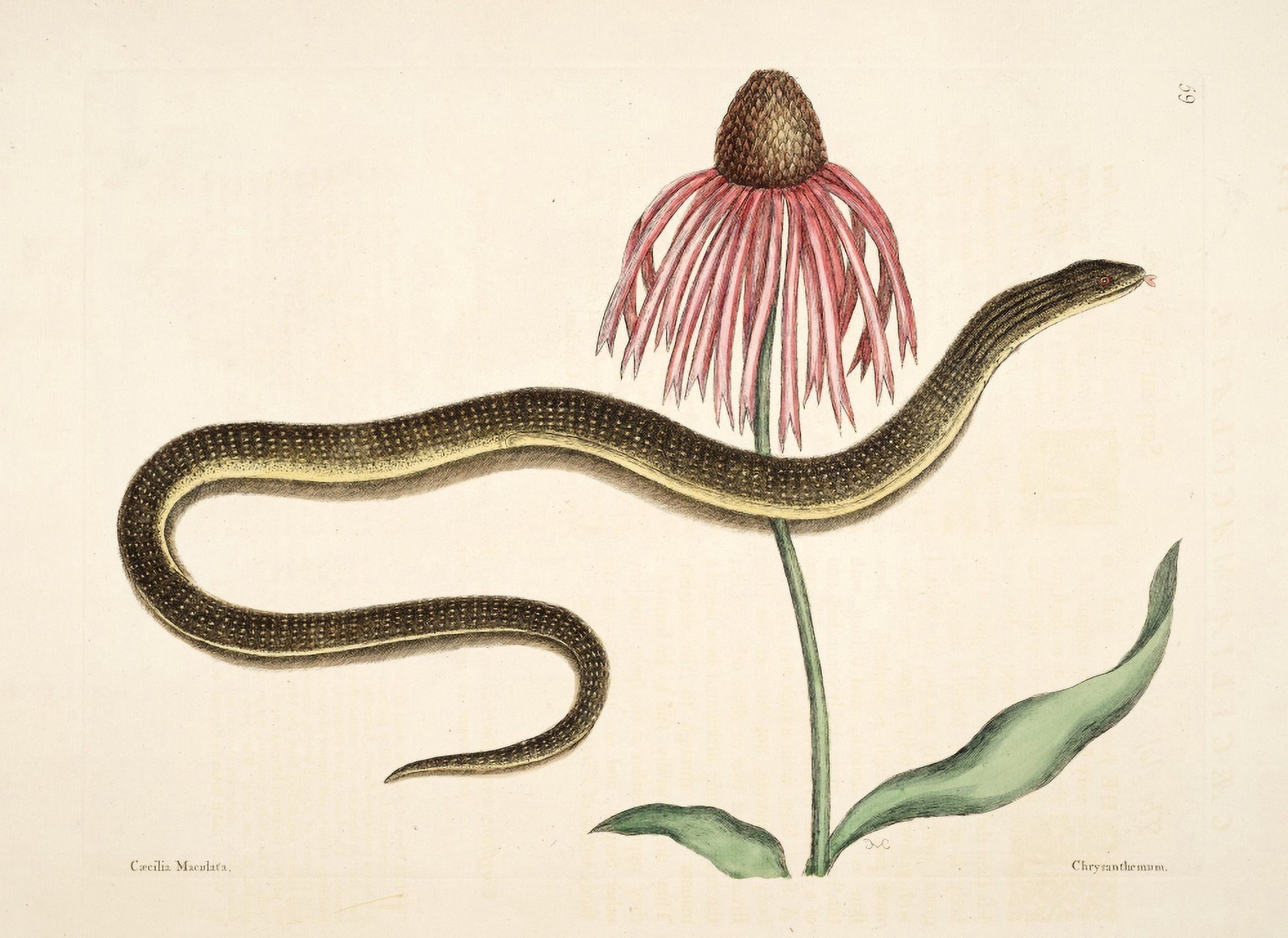 Grass Snake Canvas Art - Mark Catesby (24 x 36)