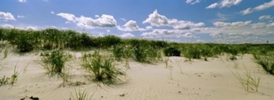 Grass among the dunes Crane Beach Ipswich Essex County Massachusetts USA Canvas Art - Panoramic Images (36 x 13)