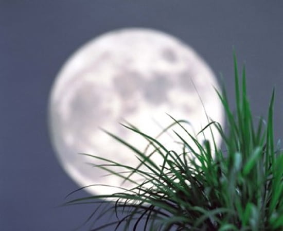 Grass blades With Full Moon in Background Canvas Art - Panoramic Images (36 x 30)