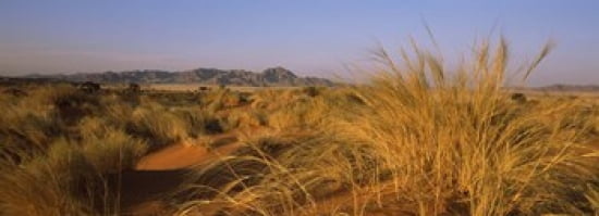 Grass growing in a desert Namib Rand Nature Reserve Namib Desert Namibia Canvas Art - Panoramic Images (36 x 13)