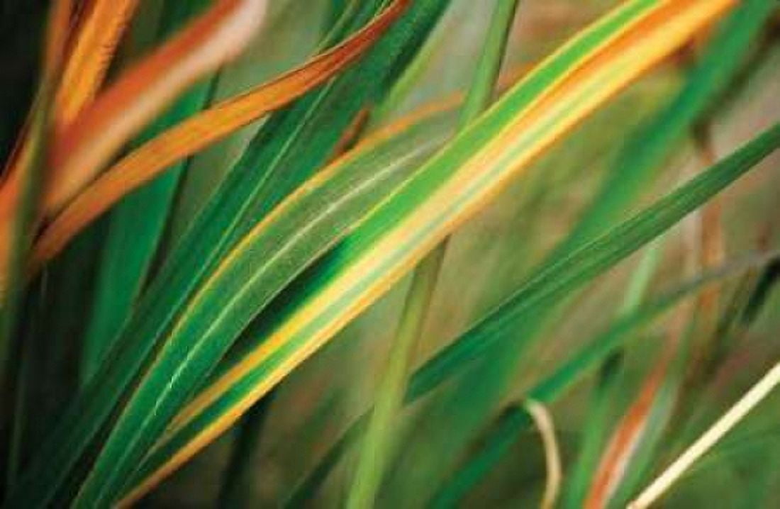 Grass in Fall I Canvas Art - Bob Stefko (12 x 18)